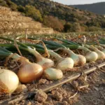 Oignons doux des Cévennes : la canicule et le manque d’eau pèsent sur les récoltes