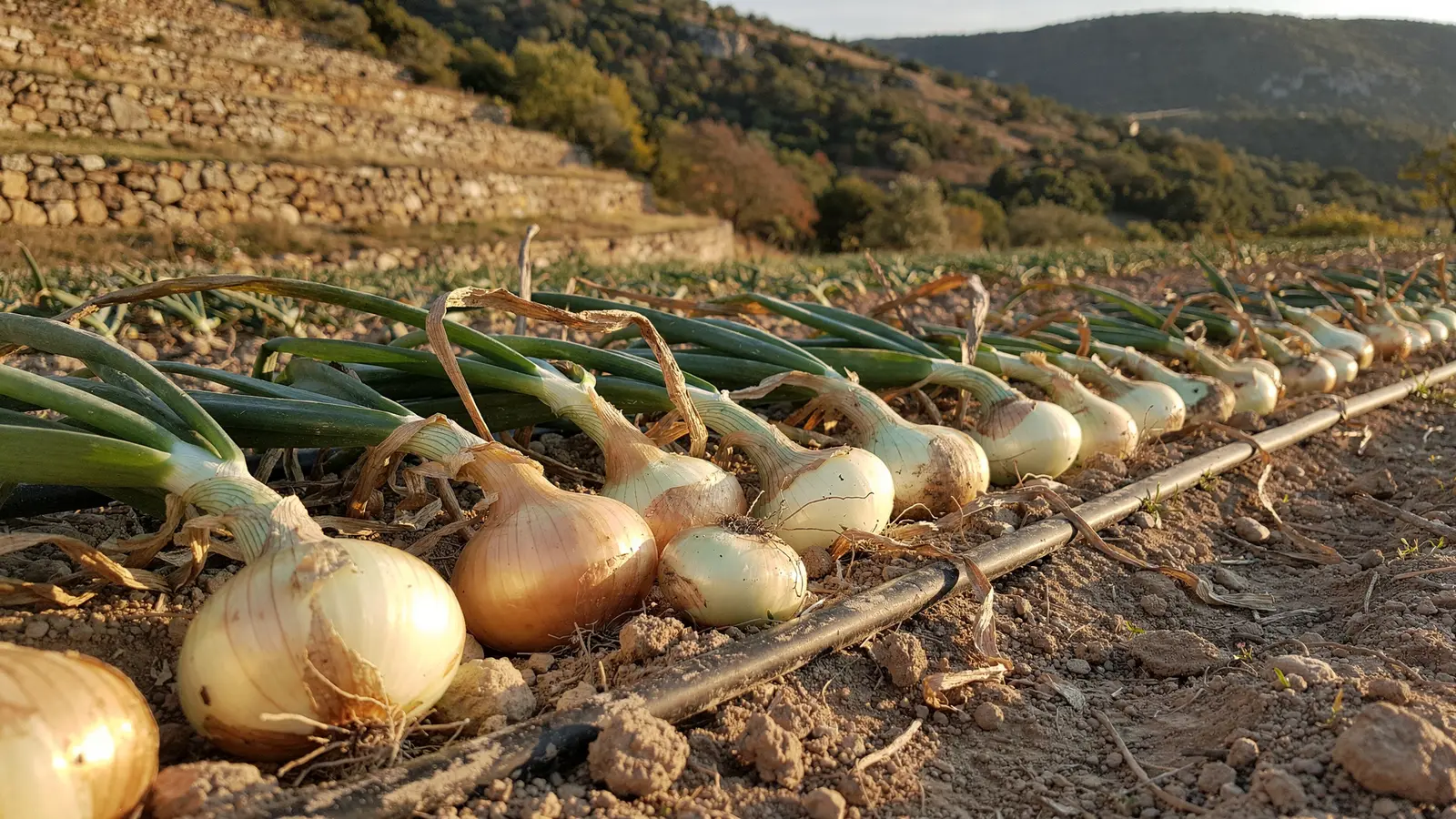 Oignons doux des Cévennes : la canicule et le manque d’eau pèsent sur les récoltes Oignons doux des Cévennes : la canicule et le manque d’eau pèsent sur les récoltes